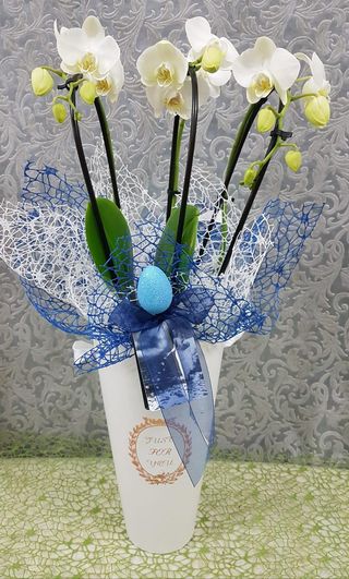 Orquídea Elegance "Blue Easter"