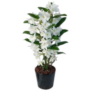 Orhidee Dendrobium 