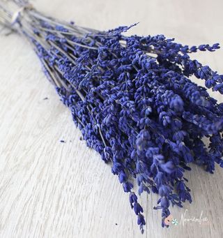 Lavanda Preservada
