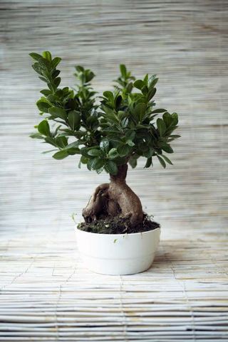 bonsai ficus