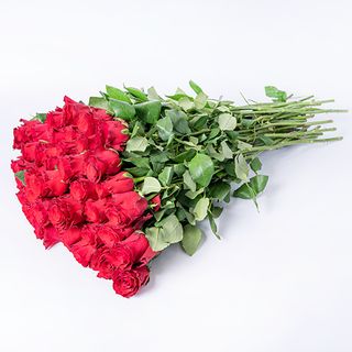  50 czerwonych róż długość 60 cm  