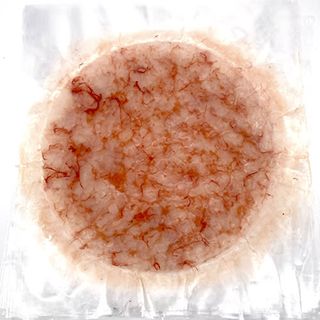 Carpaccio De Gamba De La Costa 100gr