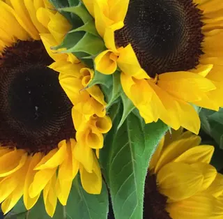 Bouquet di 5 girasoli 