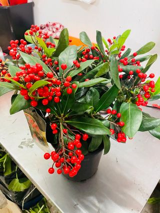 skimmia