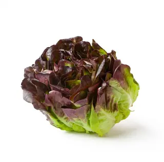 Hoja De Roble Peso Estimado 250 Gr.