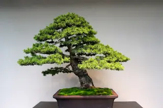 Bonsai piccolo