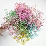 ფერადი გიფსოფილა (10 ტოტი)