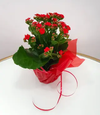 Kalandiva red