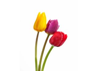 Микс лалета 3 бр