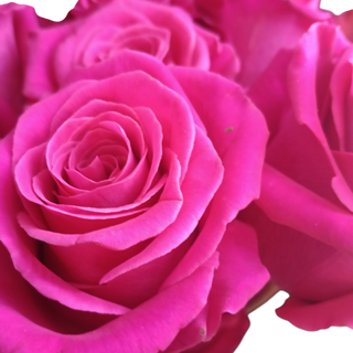 Rosa preparada fucsia 