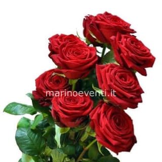 3 rose rosse