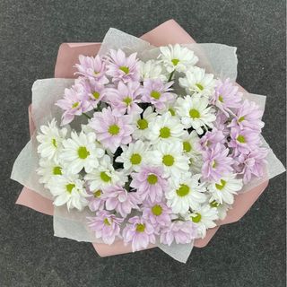 თეთრი და ვარდისფერი ქრიზანთემები (10)