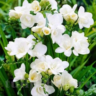 Buchet 9 frezii albe 