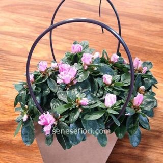 azalea in borsetta regalo