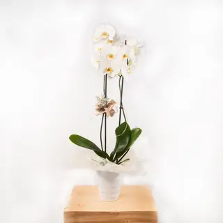Mini Orquídea Blanca Con Ceramica
