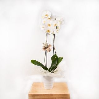 Mini Orquídea Blanca Con Cristal