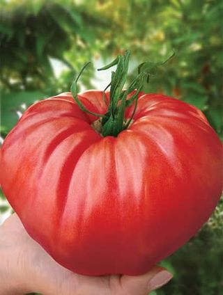 Roșii de Grădină RO