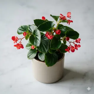 Begonia