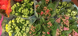 2 piante di calanche