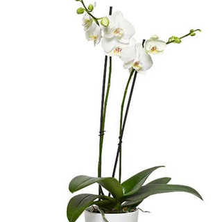 Orquidea blanca.