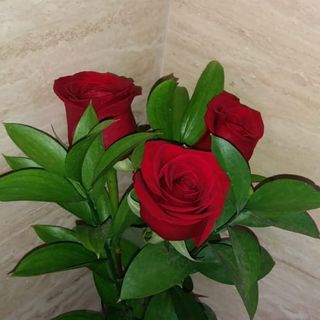 Rosas Rojas 3 Unidades