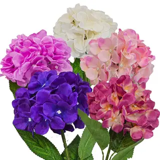 Hortensie