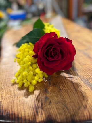 Rosa rossa e mimosa 