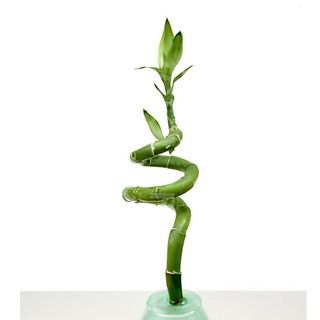 312.Бамбук (100г)