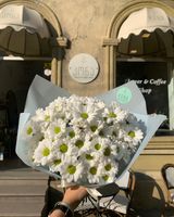 თეთრი ქრიზანთემა