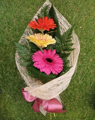 Gerberas coloridas 