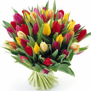 Cartucho Tulipanes Variados