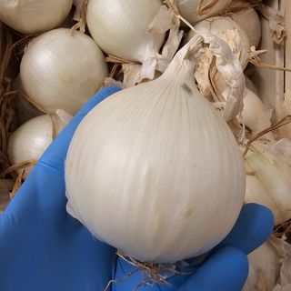 Cipolla bianca 500 gr 