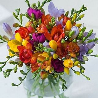 Buchet 19 frezii mixte