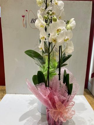 Orquídea (Color variado)