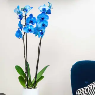 Orchidea blu