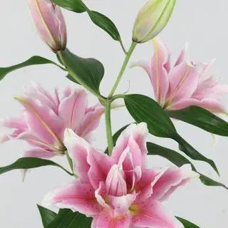ლილია 