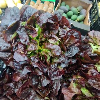 Fulla de roure vermella 