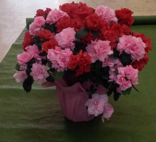 Pianta Azalea confezione regalo