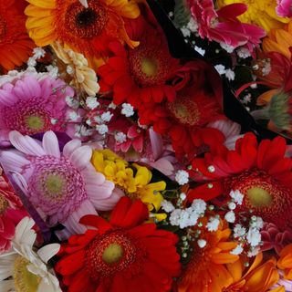 Mazzo di gerberina