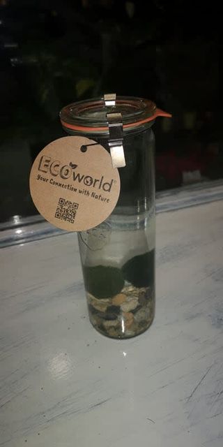 Alga marimo