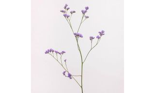 ლიმოიუმი იასანმნისფერი 1 ტოტი დაბალი