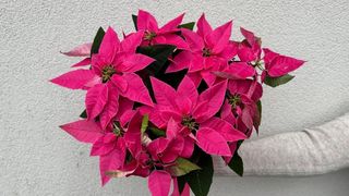 Gwiazda Różowa - Poinsetcjs