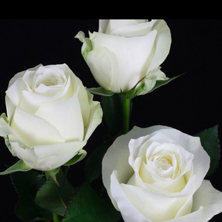 Bukiet 3 białych róż EKWADOR 