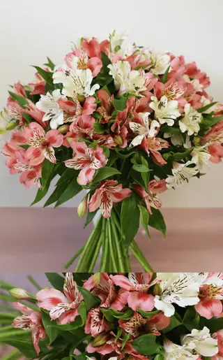 Alstromeria