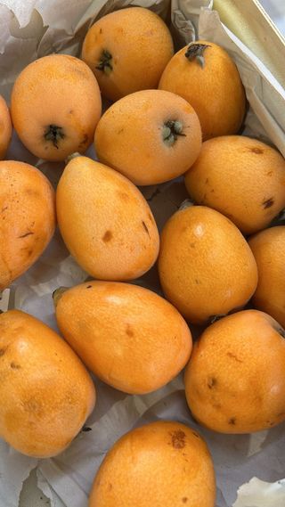 Albicocche