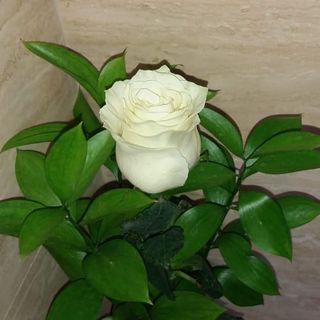 Rosa Blanca Unidad