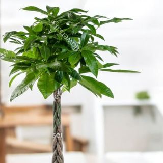 Pianta Pachira piccola