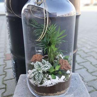 Las w szkle średni