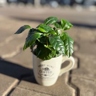 Кафе в керамична чаша