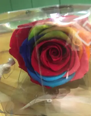 Rosa Eterna Colorines